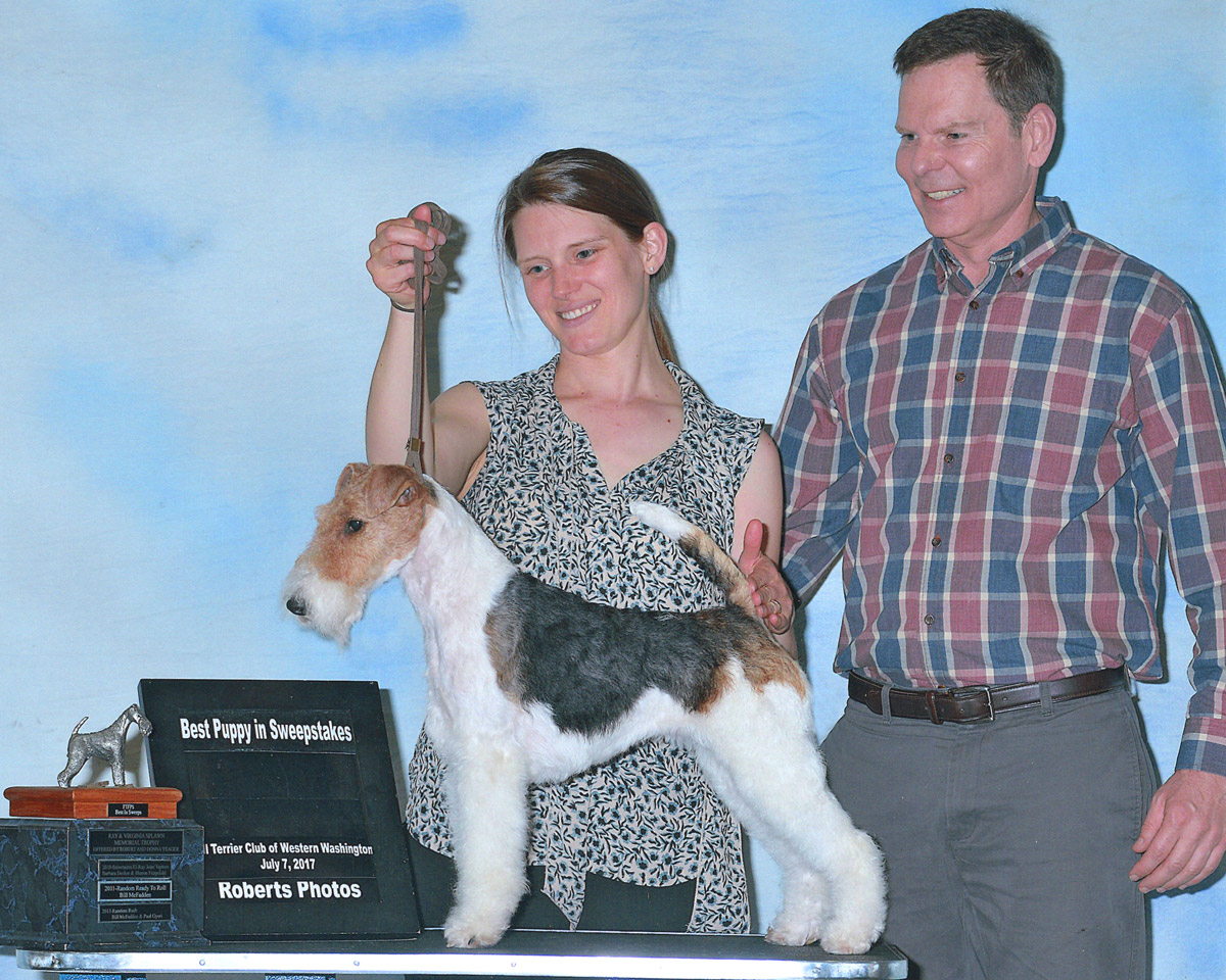 truwyre wire fox terriers